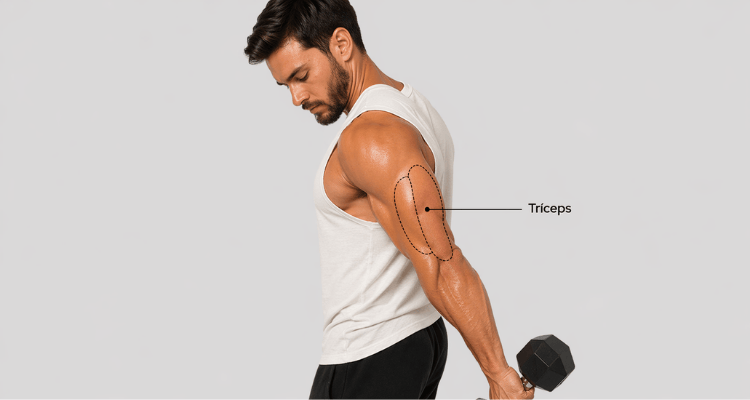 Os Tríceps: O Gigante Esquecido