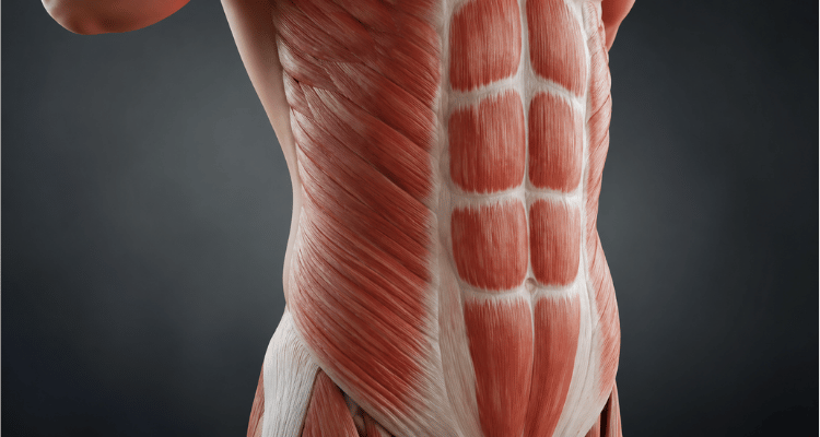 O Que É Abdominal Oblíquo e Para Que Serve?