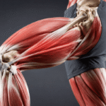 Exercício para Coxa: 9 Exercícios por Região (Guia Completo)