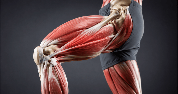 Exercício para Coxa: 9 Exercícios por Região (Guia Completo)